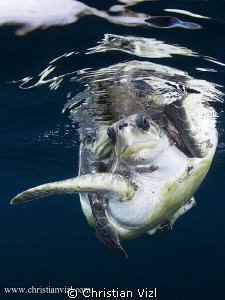 Sea Turtles mating, found in open ocean 5 miles off the c... by Christian Vizl 